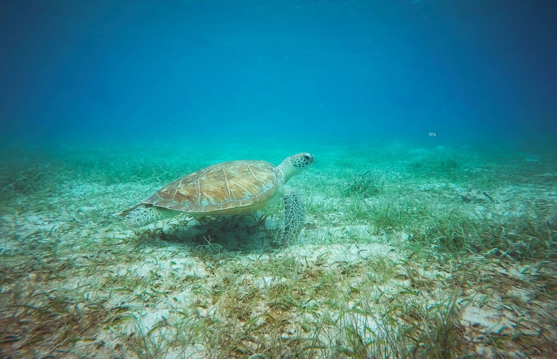 A sea turtle swims gracefully over a sandy seabed adorned with patches of seagrass in clear, blue water, offering a glimpse into one of the top 5 luxury experiences nature has to gift.