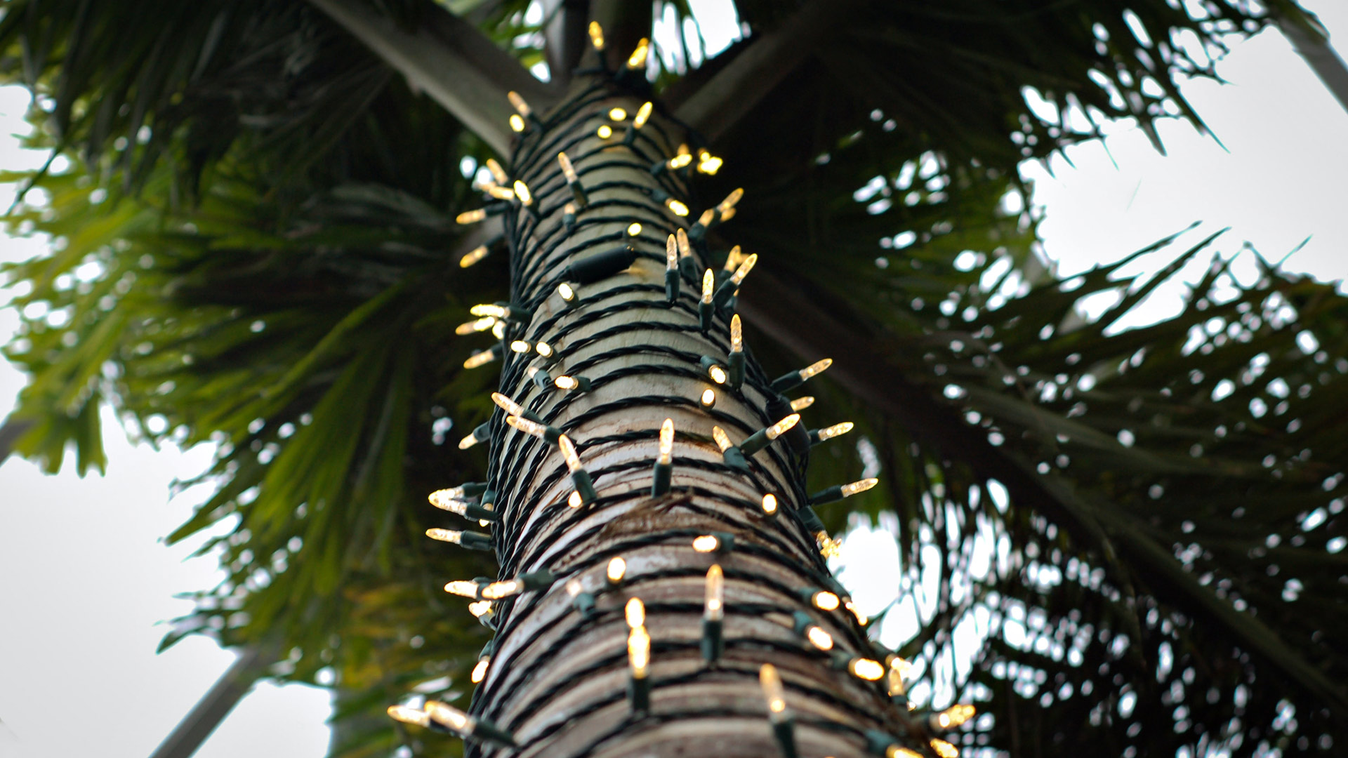 Christmas Palm Tree