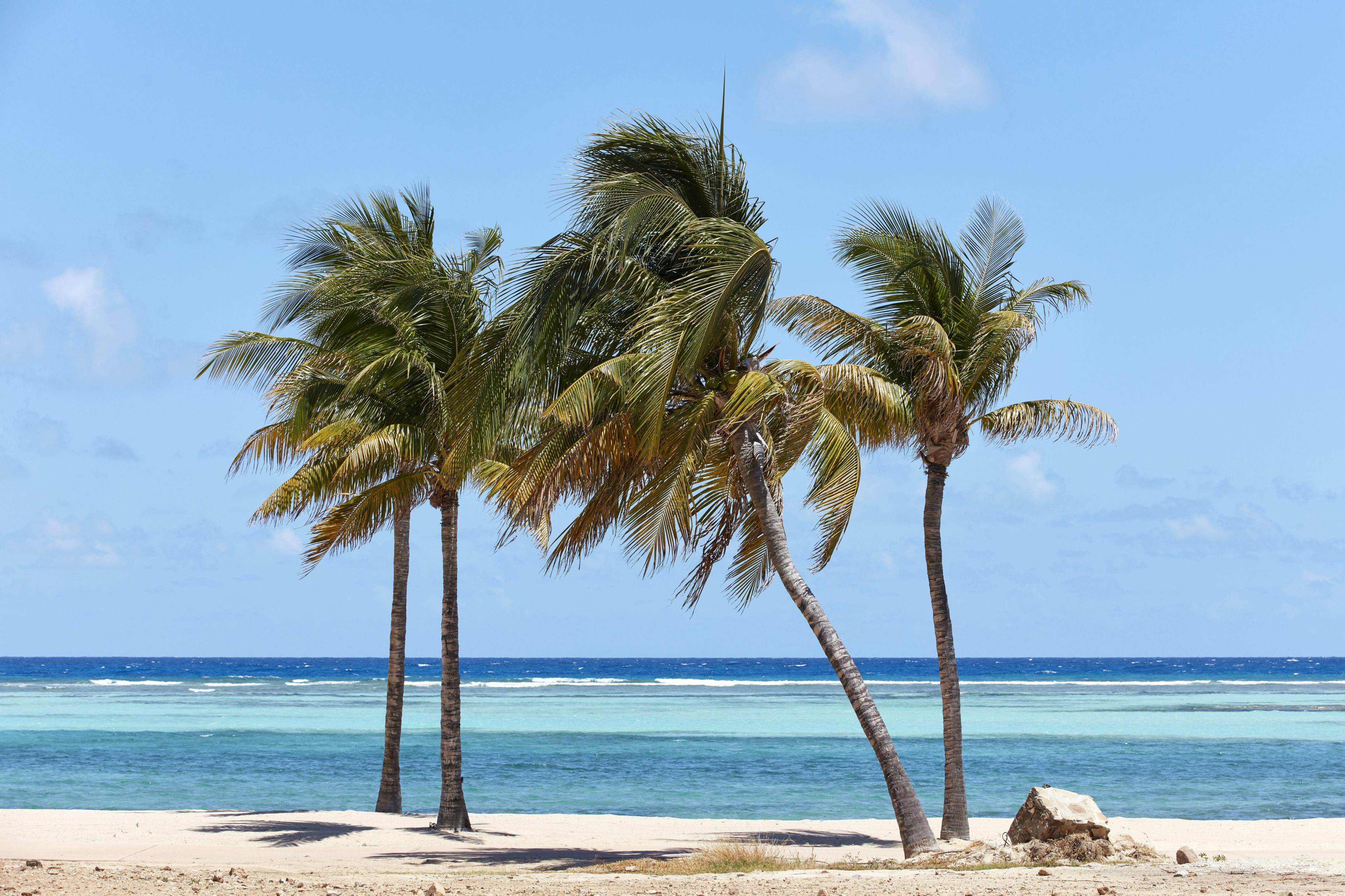 Five tall palm trees stand in a row on a sandy beach with clear blue skies above. The turquoise ocean stretches out in the background with gentle waves meeting the shore. A large rock sits among the palm trees, adding to the tranquil seaside scene. Contact our island resort in the BVI for your escape.