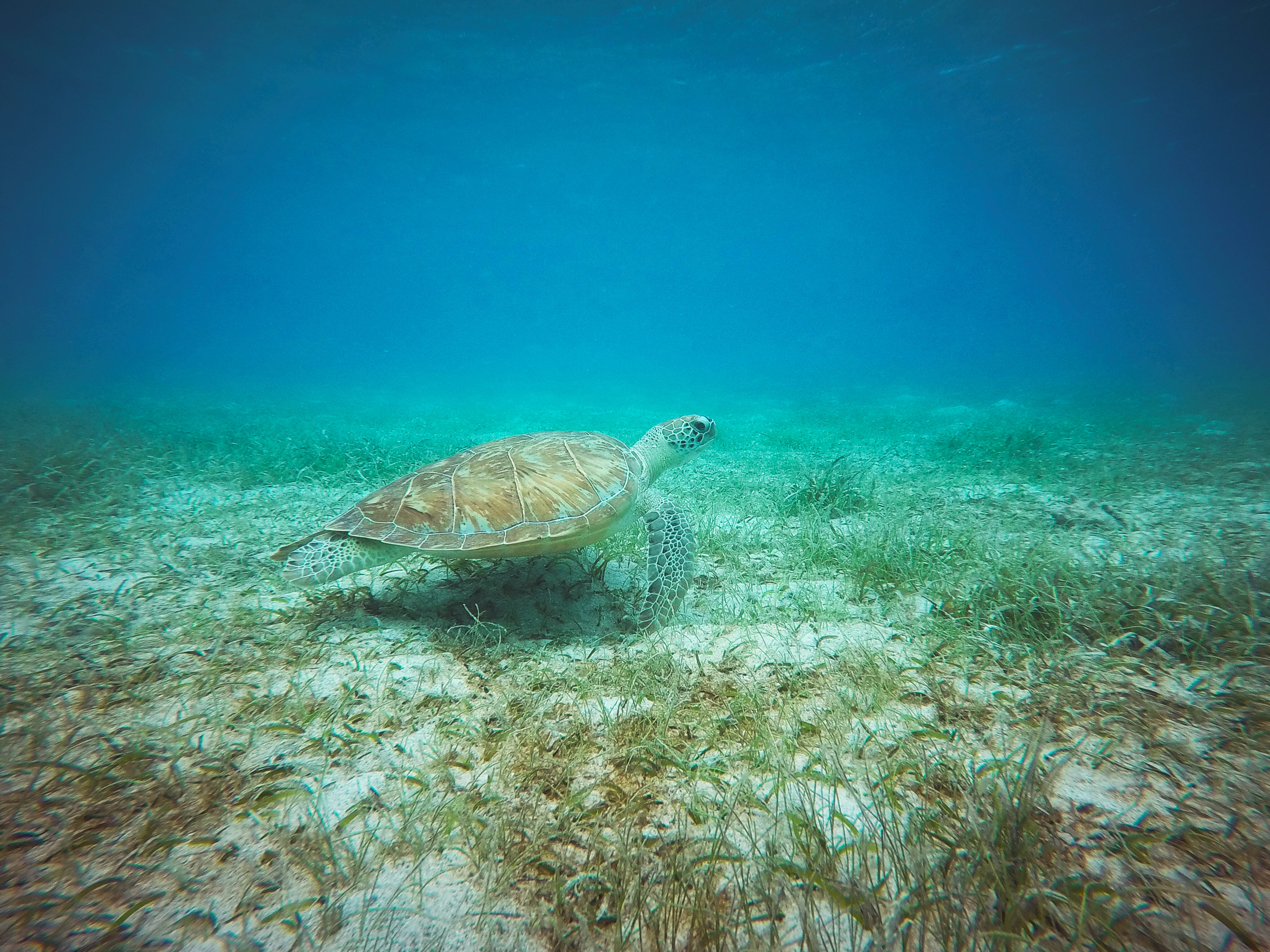 A sea turtle swims near the ocean floor, surrounded by aquatic plants and clear blue water. The turtle's shell and flippers are visible as it moves gracefully through its natural habitat, showcasing the importance of turtle tagging for wildlife conservation.