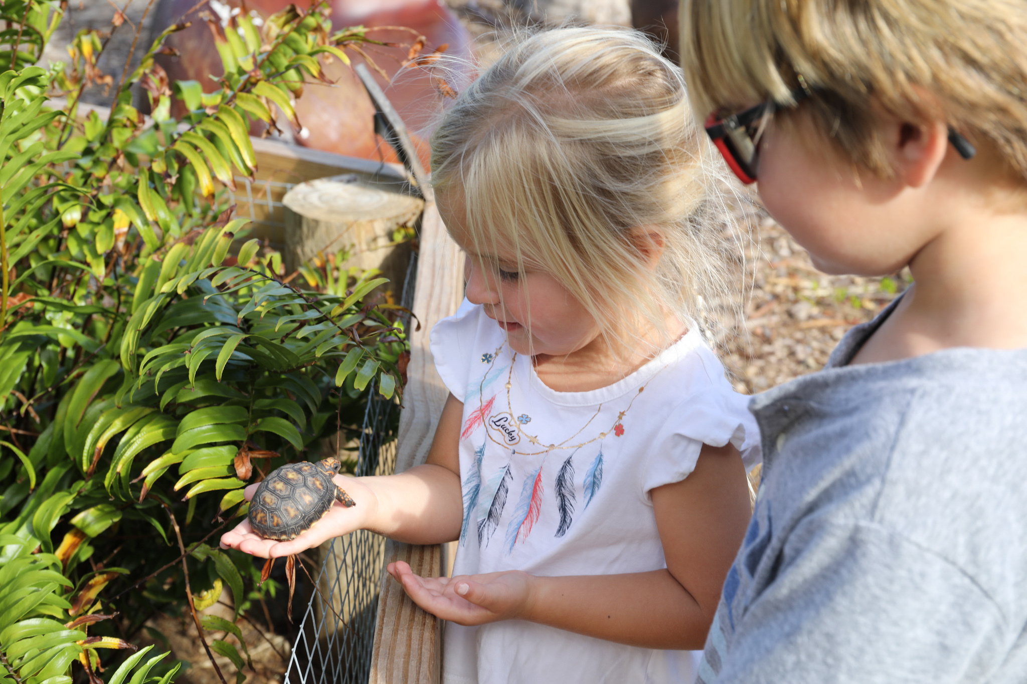 Two children are at an outdoor exhibit. A girl with blonde hair holds a small tortoise in her hand, while a boy with blonde hair watches. They are next to a wooden fence with green foliage in the background, looking excited and curious about the tortoise, part of the Rangers program.