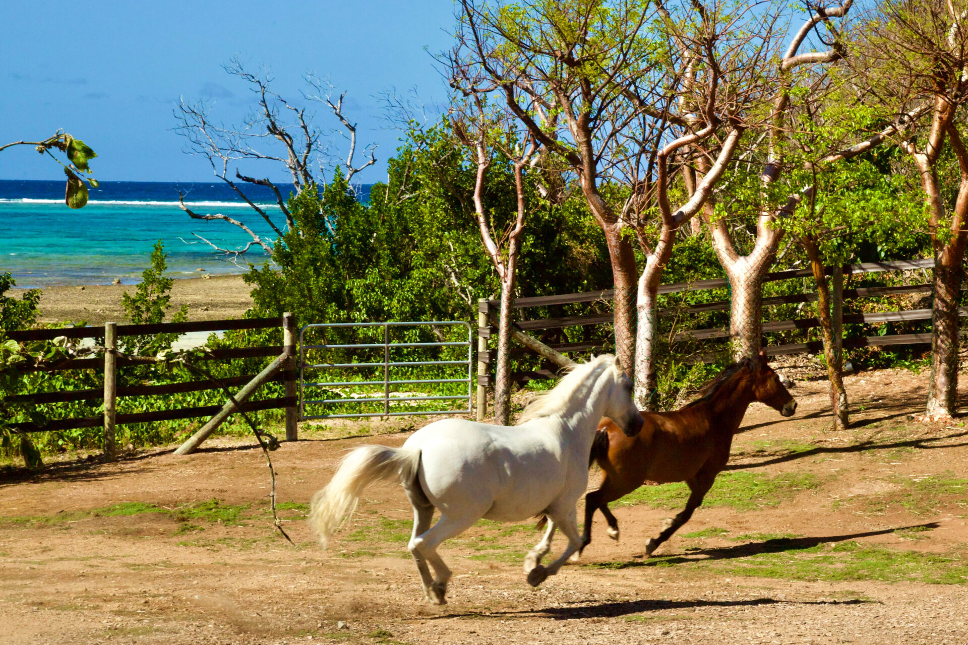 A white horse and a brown horse are playfully running in an open area near some sparse trees, not far from a rescue barn. In the background, there's a wooden fence and a gate. Beyond the fence, the ocean can be seen, with its beautiful blue and turquoise colors under a clear sky.