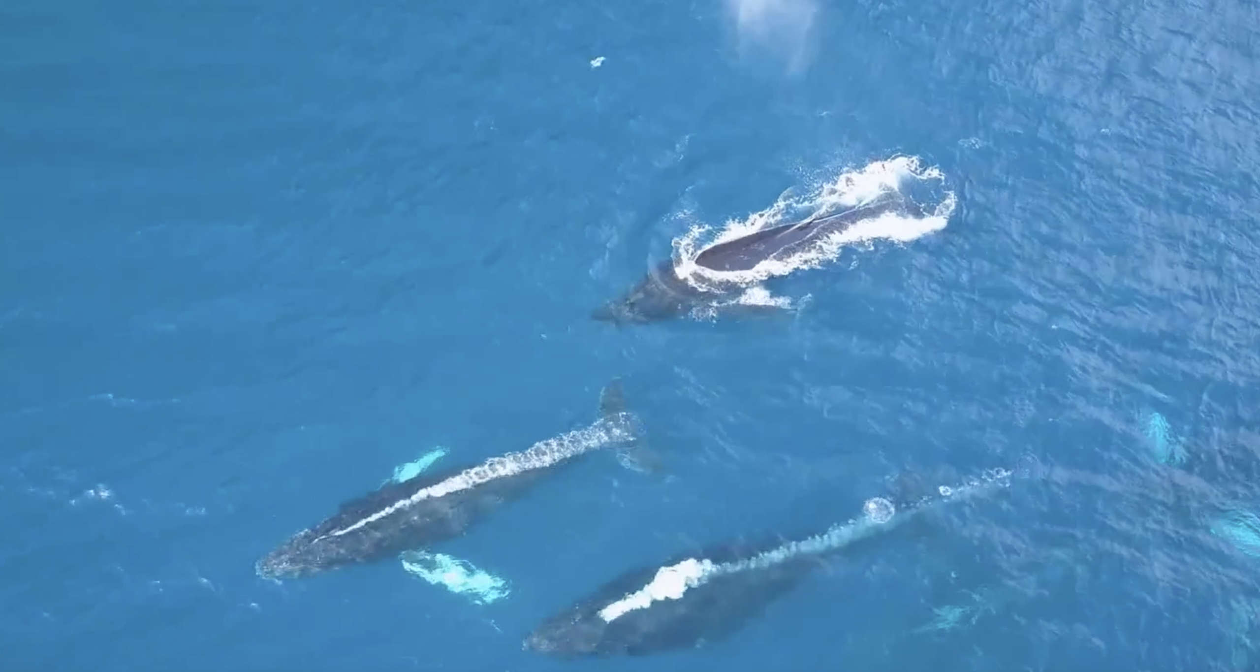 Aerial view of three whales swimming side by side in clear, blue ocean water, reminiscent of a tranquil neighborhood, with one whale submerged and two closer to the surface, creating ripples and white patches on their bodies.