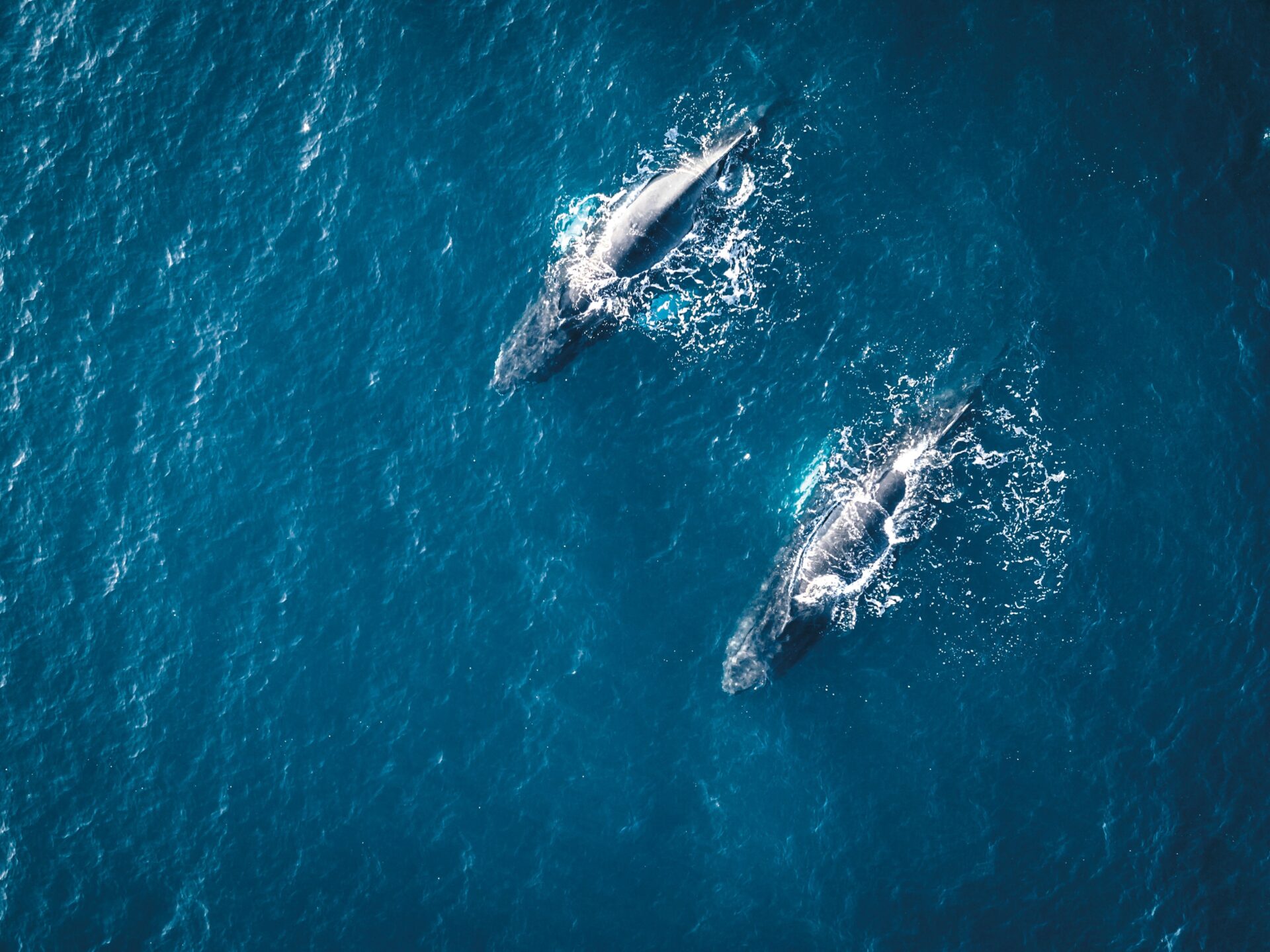 An aerial view of two whales swimming side by side in the deep blue water, creating ripples and splashes as they move gracefully. The sunlight subtly illuminates the surface of the ocean, making this wildside scene both serene and vibrant.